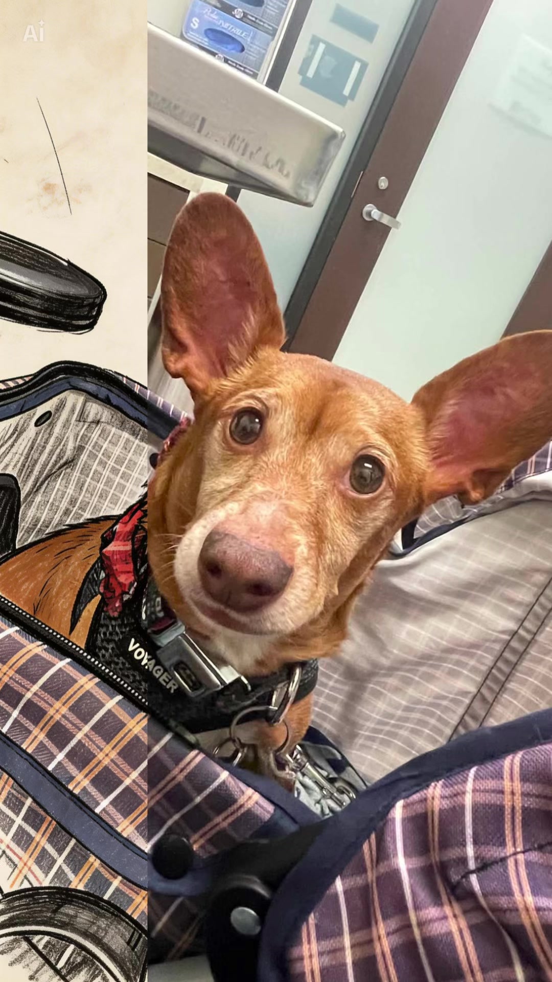 @Oscar the Chiweenie ✌️💙🐾