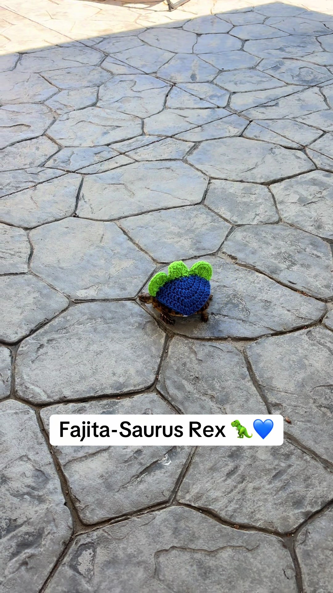 @Fajita 🐢