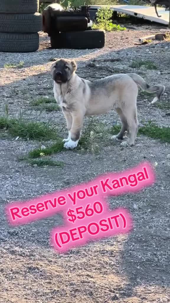 @Ultimate Puppies