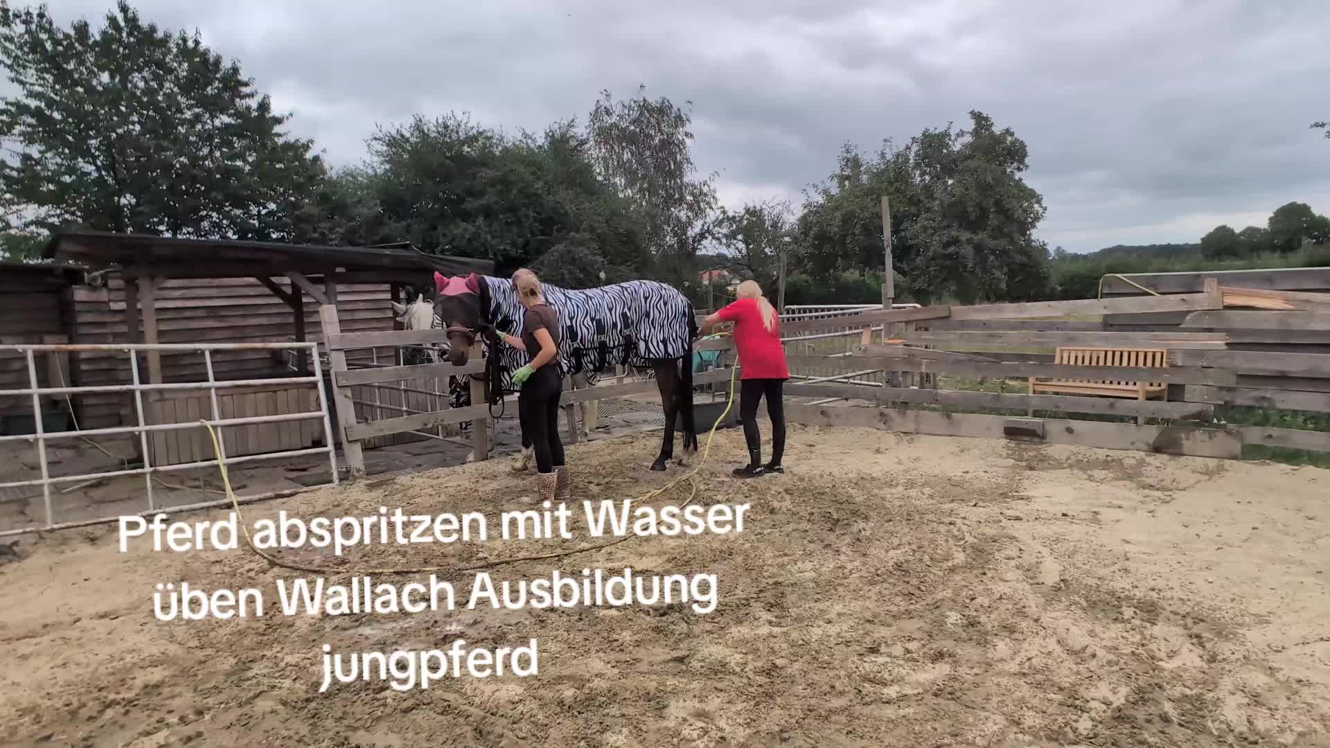 @Steffis_horse_world