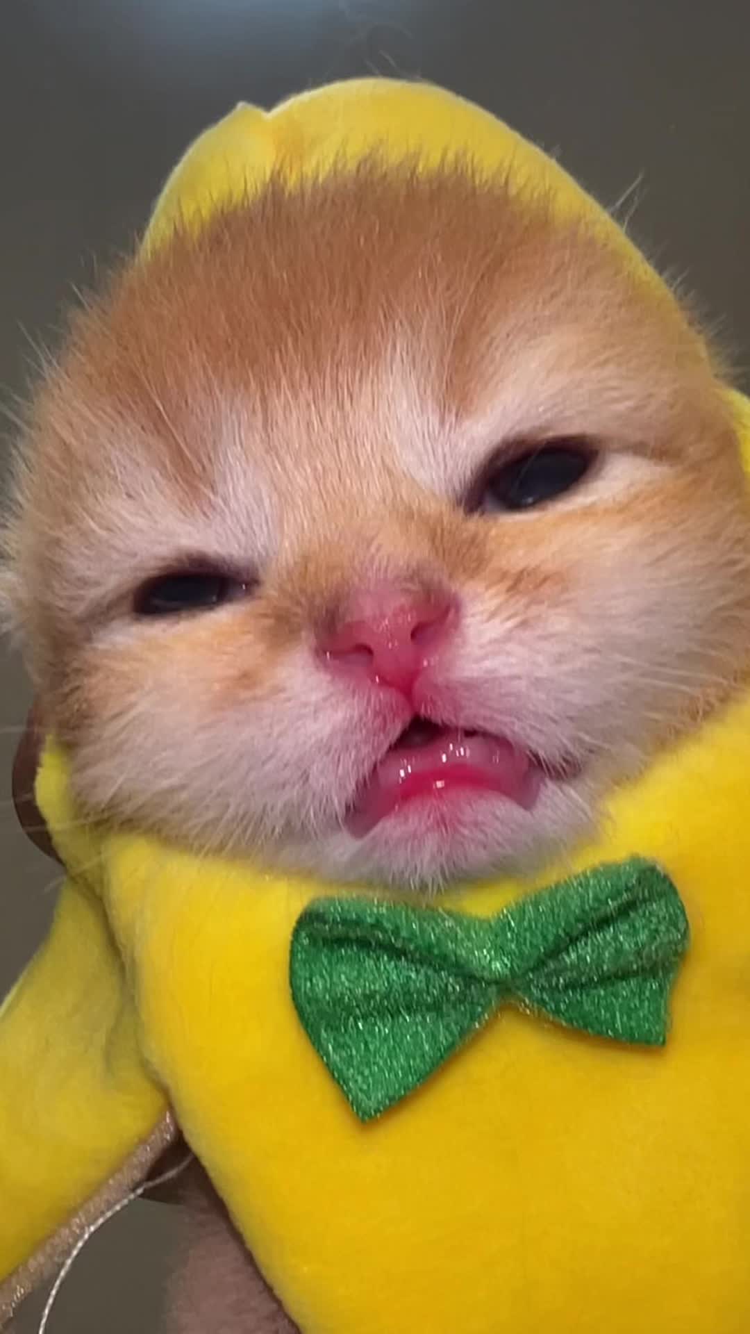 @Soothing Cats😻