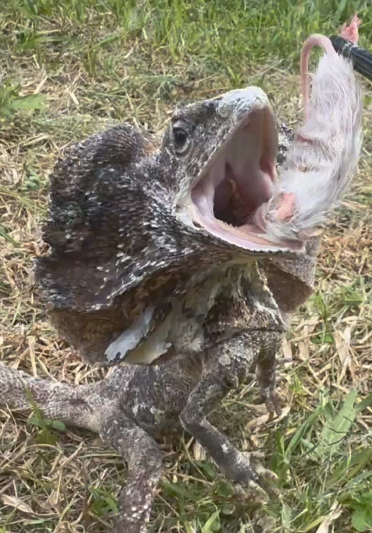 @Tommys_reptiles