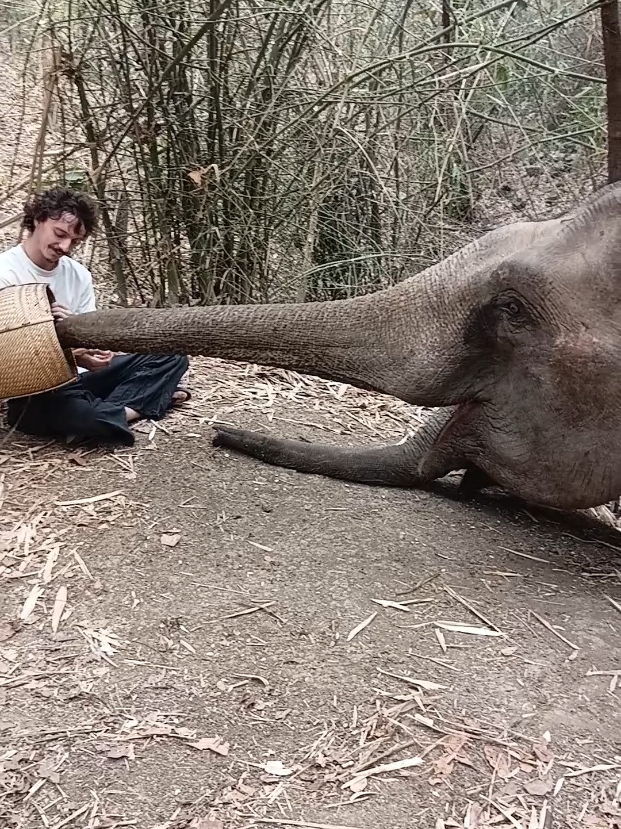 @LuangPrabang Elephant New Home