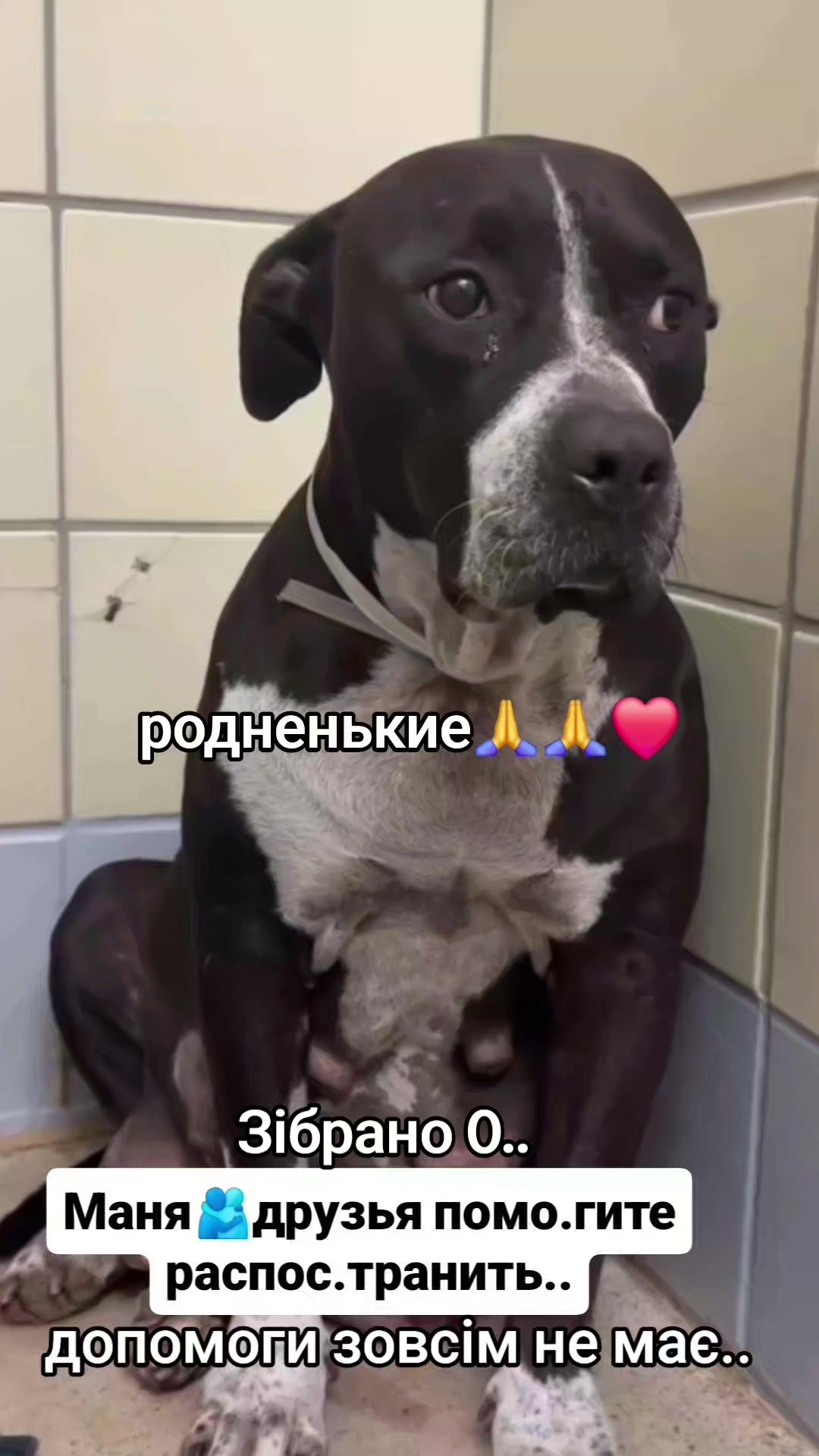 @animal