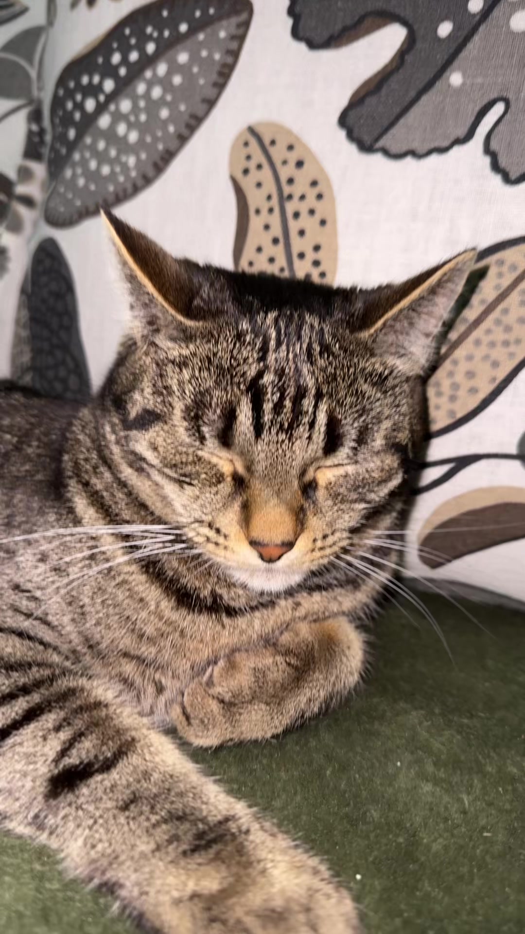 @Лёлька🐈
