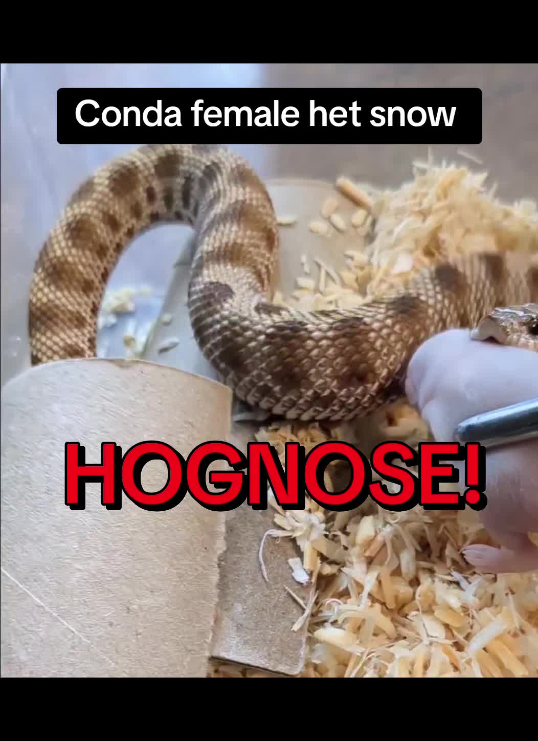 @Eryri Exotics