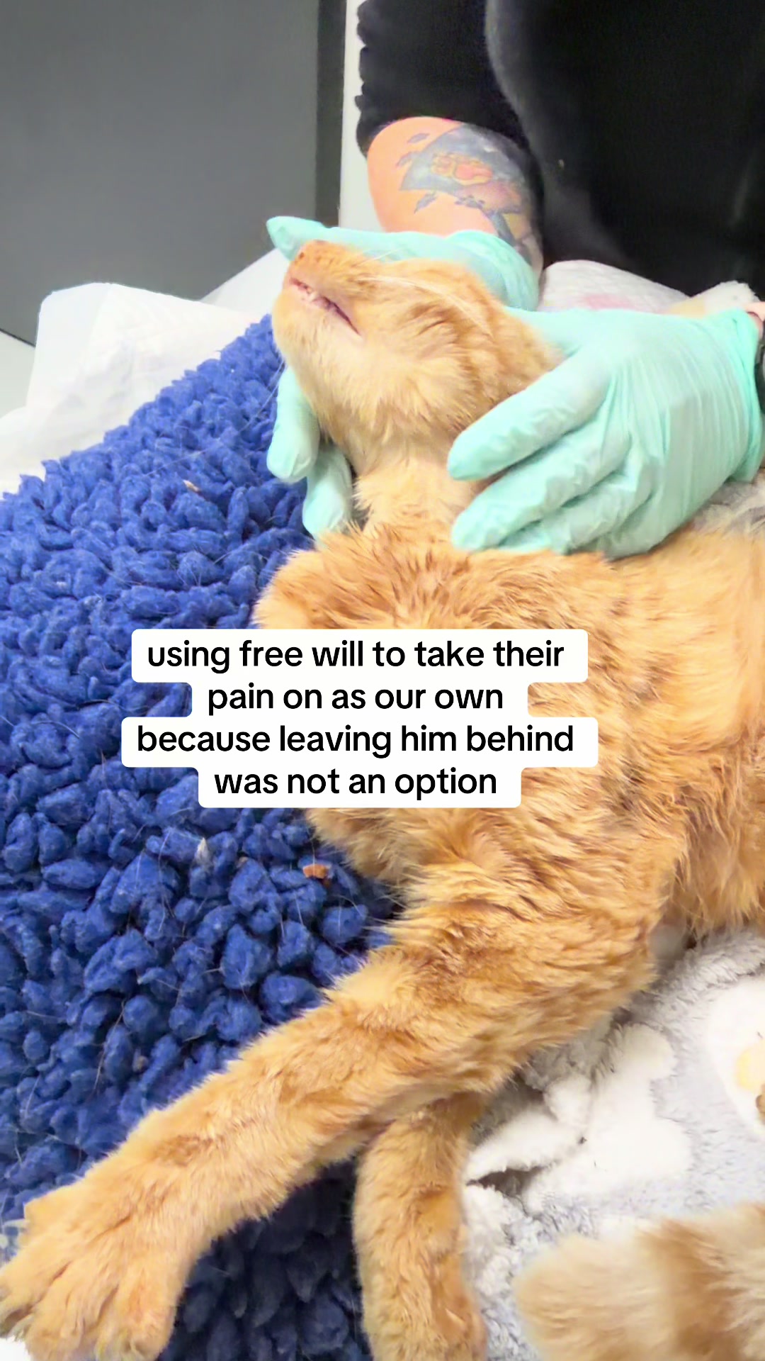 @safepawsau