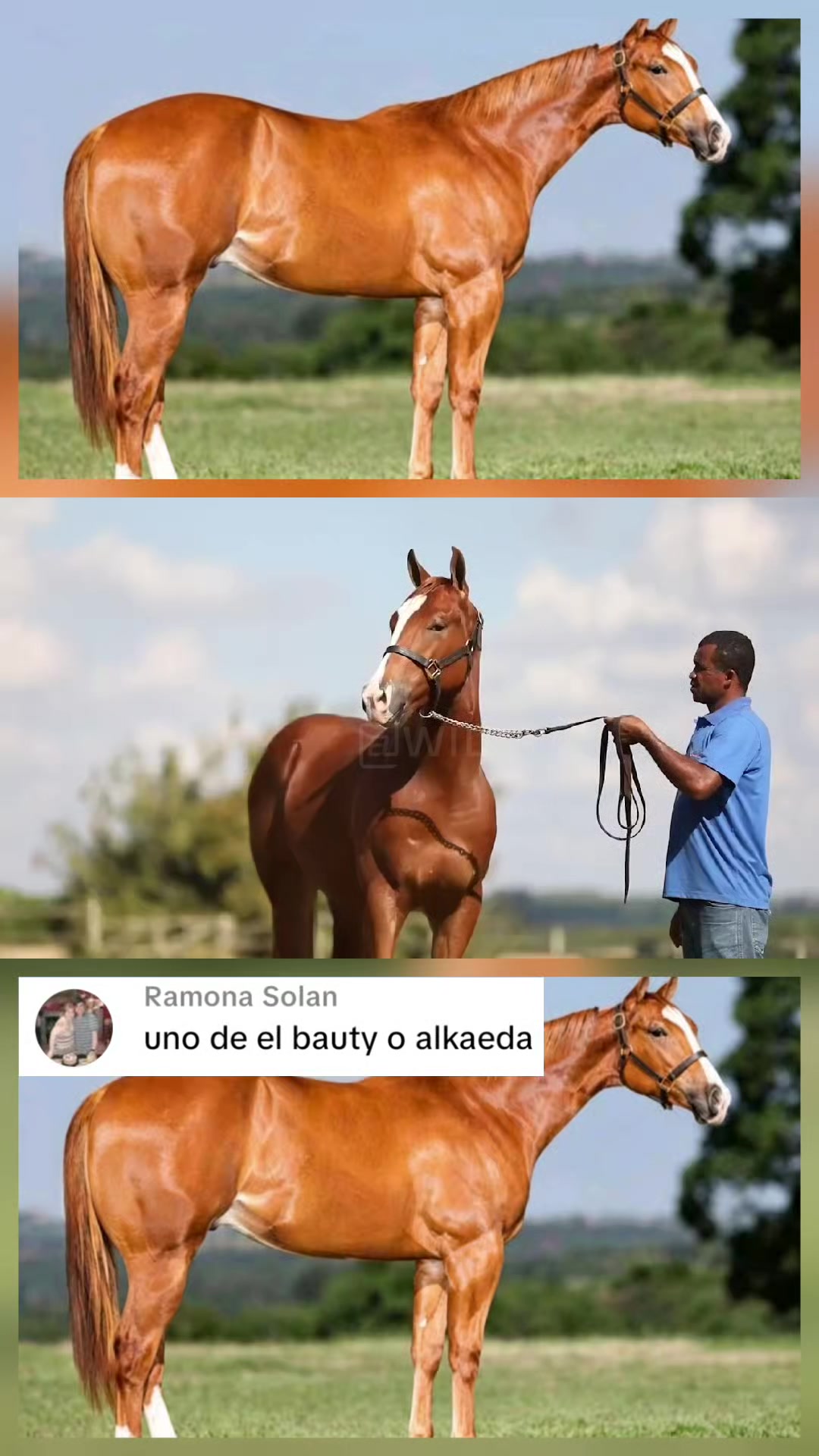 @WIL.🐎