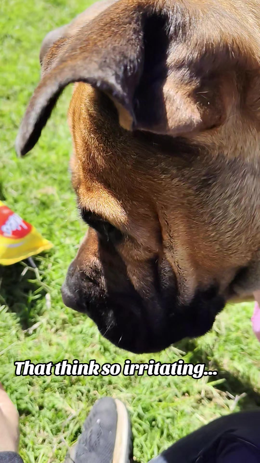 @Mishatheboerboel