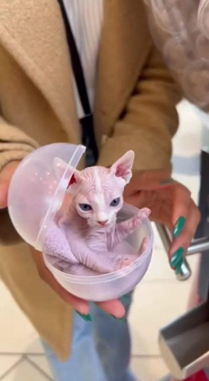 @The Cat Pods