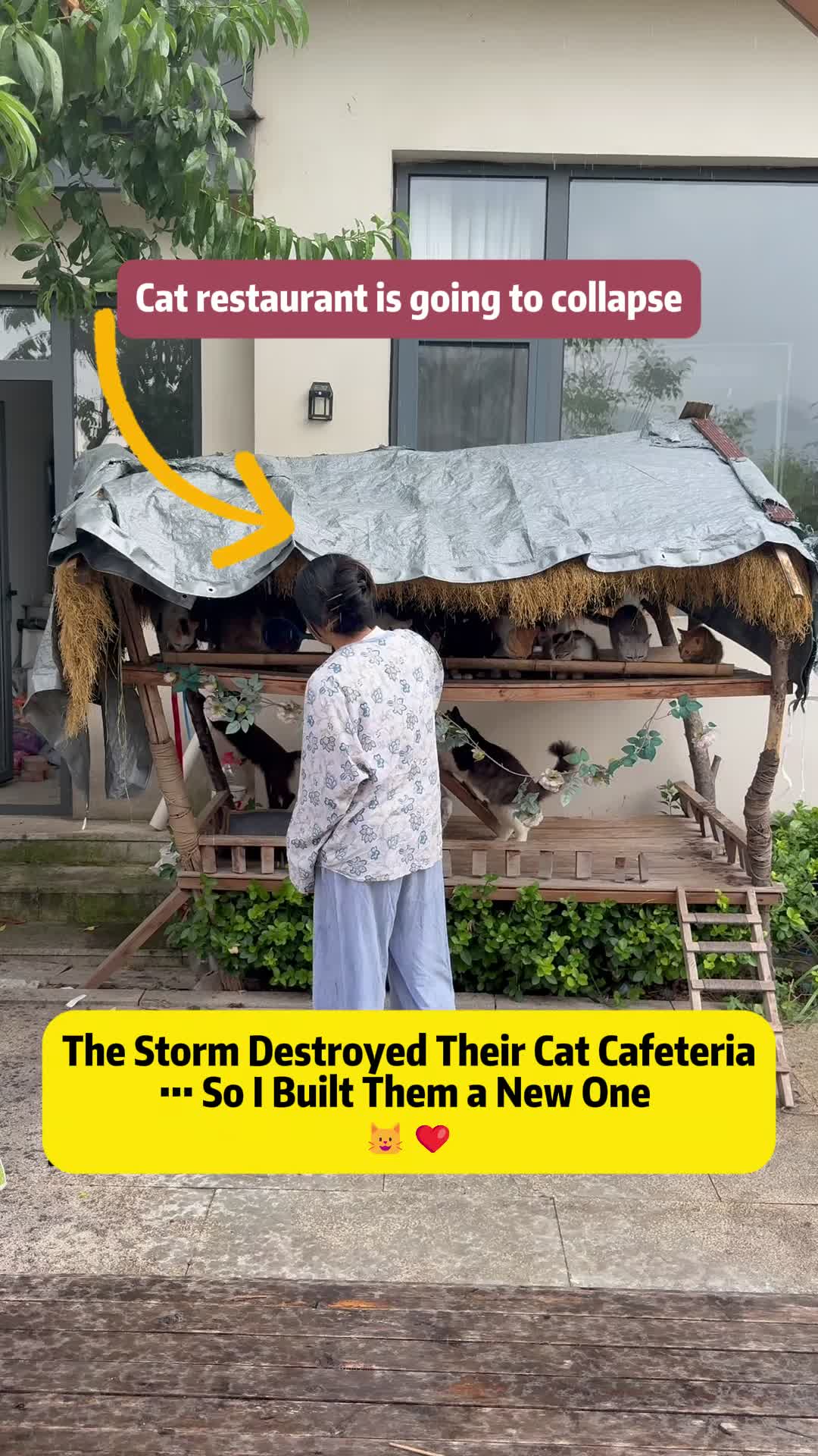 @Stray Cat Talkz