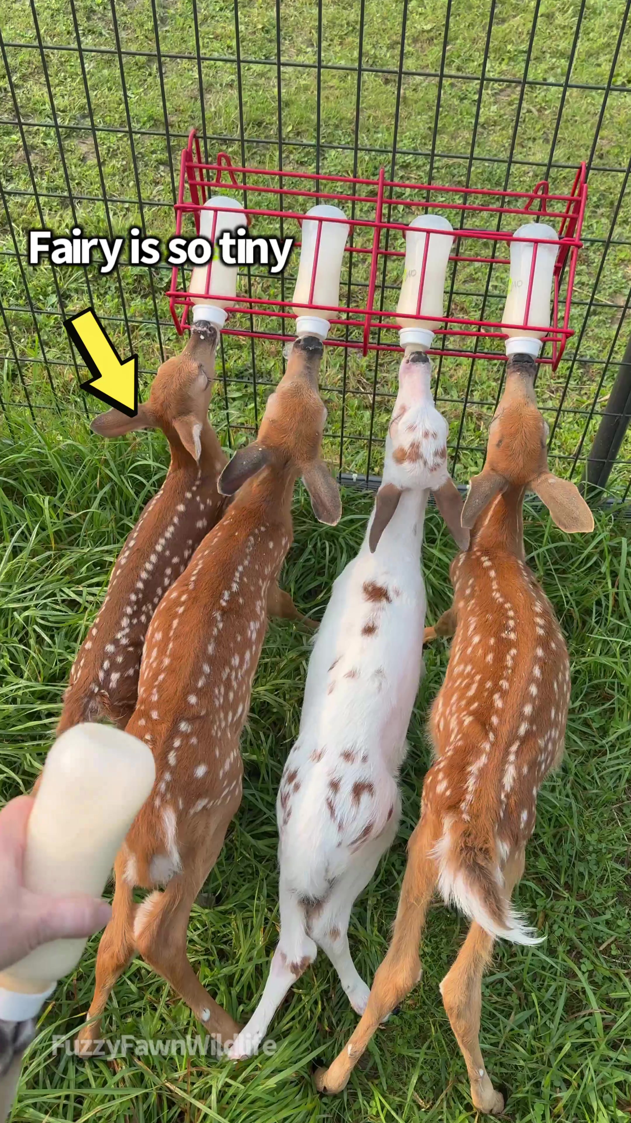@Fuzzy Fawn Wildlife