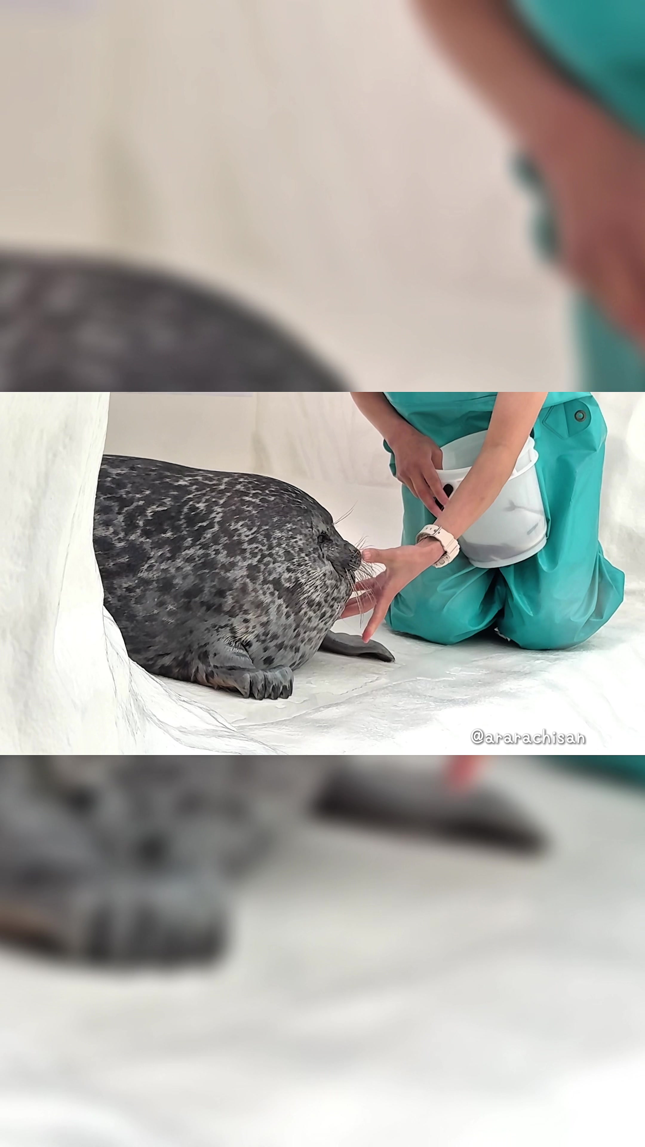 @🦭あららち🦭 | 毎日アザラシ補給