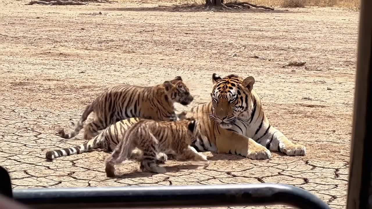 @SafariAnimalsHub
