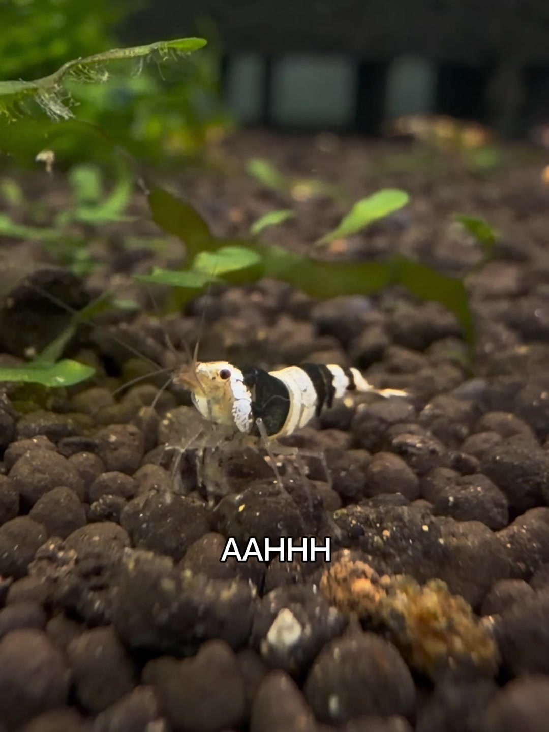 @Once Upon A Shrimp