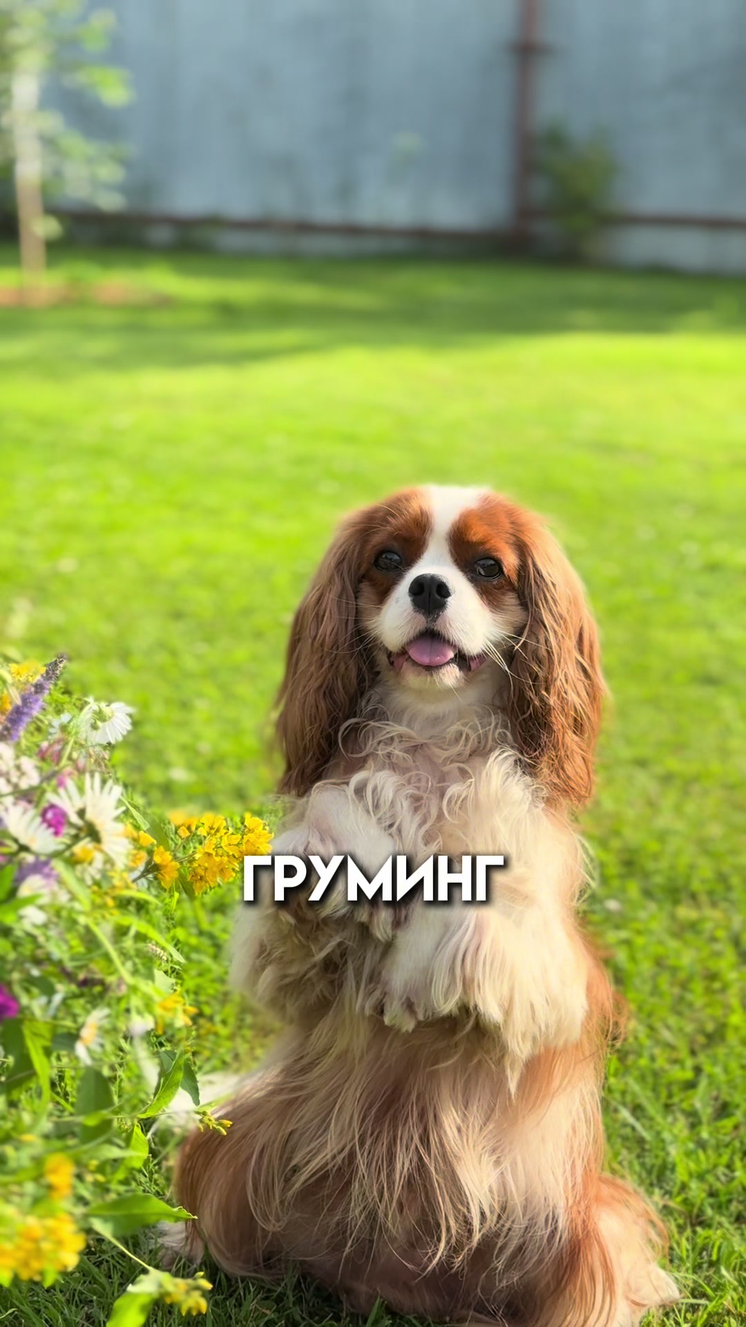 @Фаби🐶