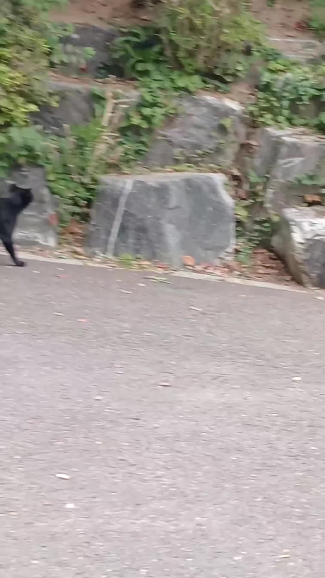 @고양이 형아