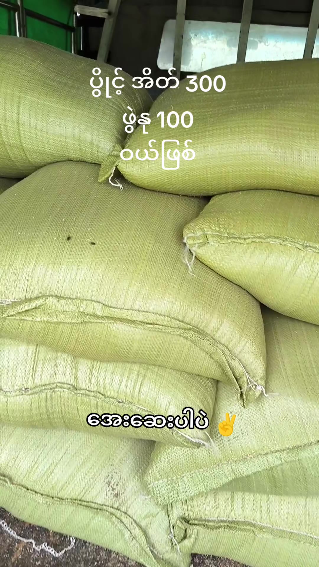 @"ရွှေဖြူးသား"၀က်မွေးမြူရေးခြံ