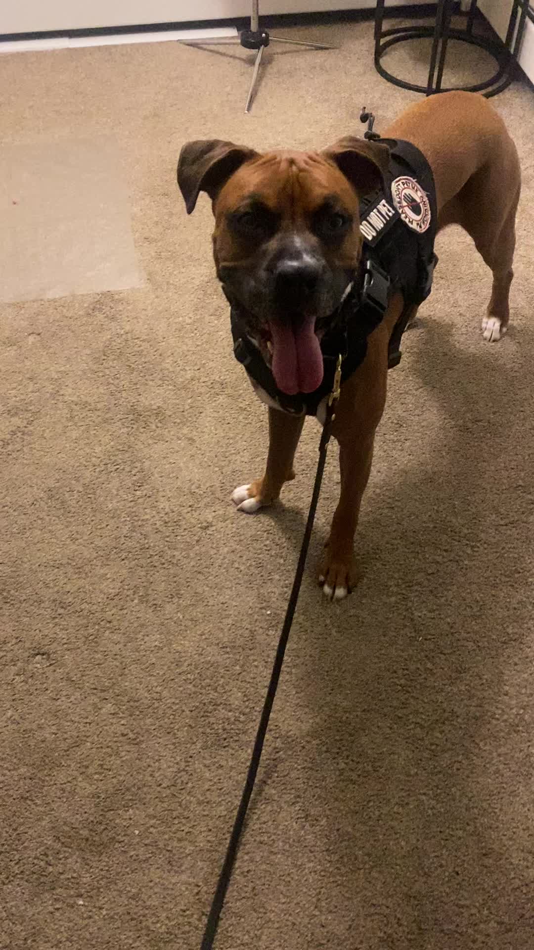 @Clyde the Boxermix