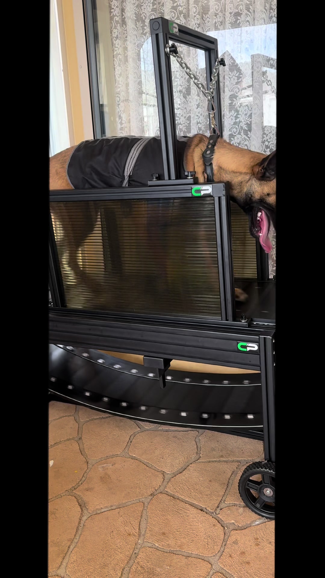 @chaseprodogtreadmills