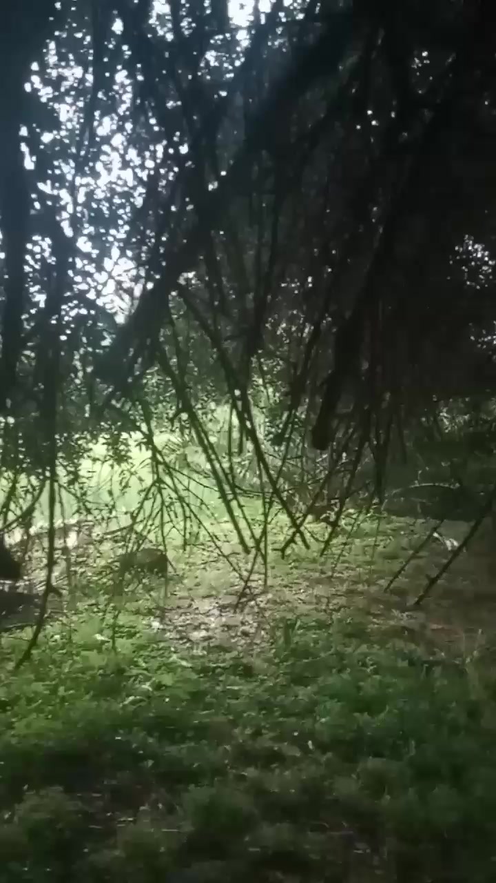 @يووبا الشاوي