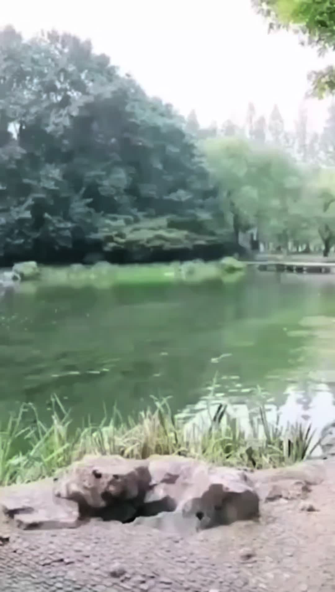 @DRAGON_MASTER_YOMAN_SUP 🦁