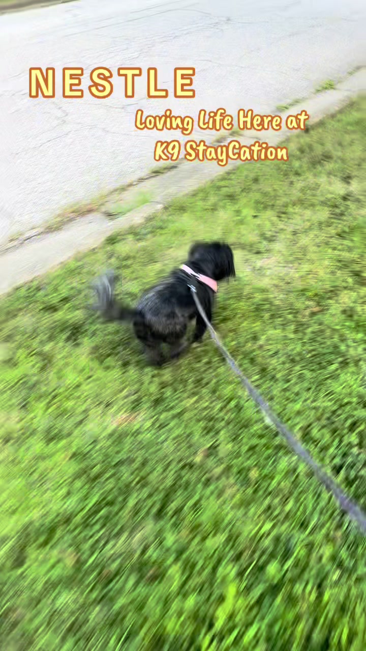 @K9StayCation