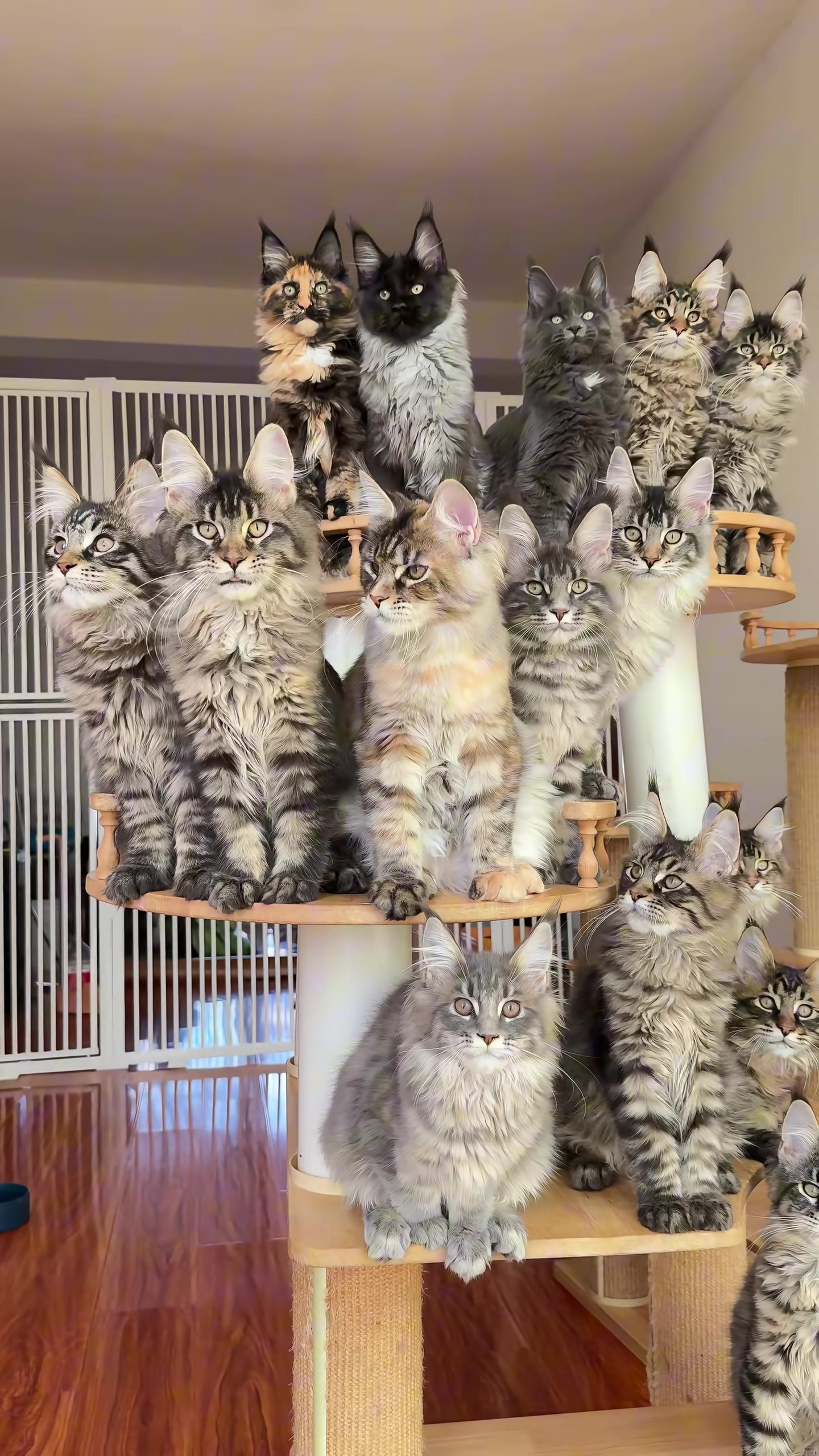 @Majestic Maine Coons 🐾