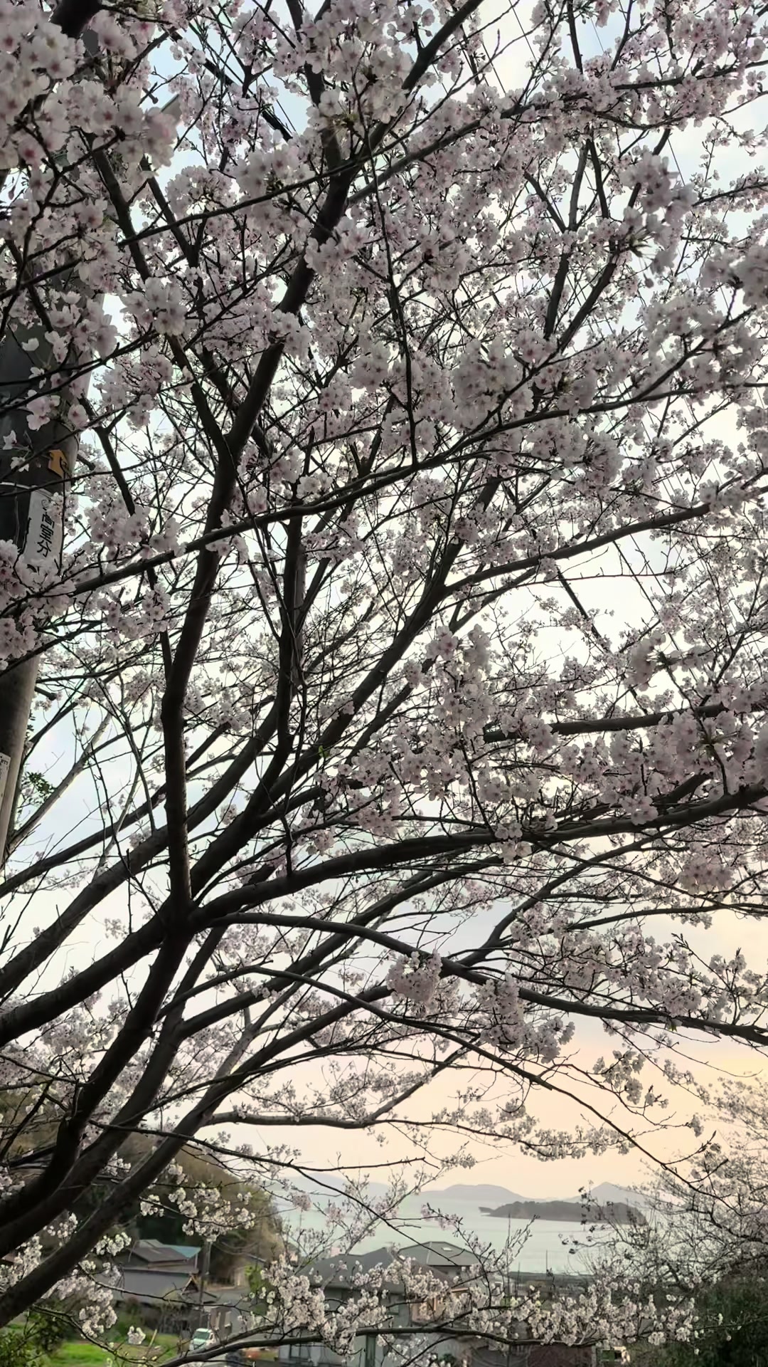@Akikoð«