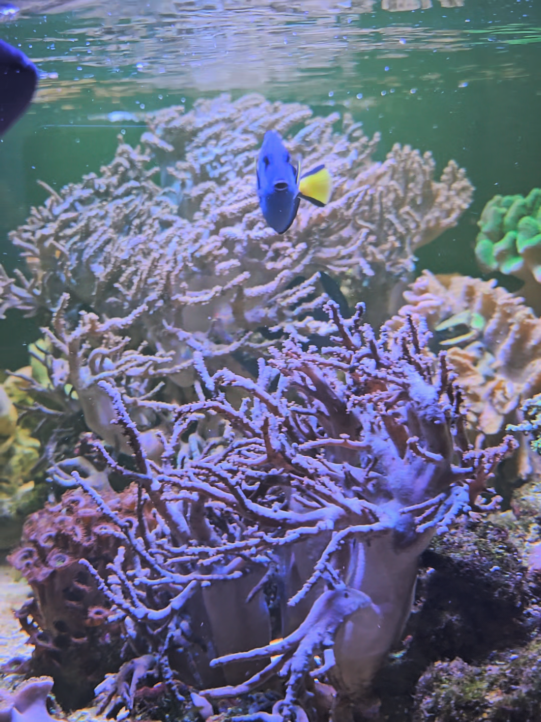 @HeyFishyFishy