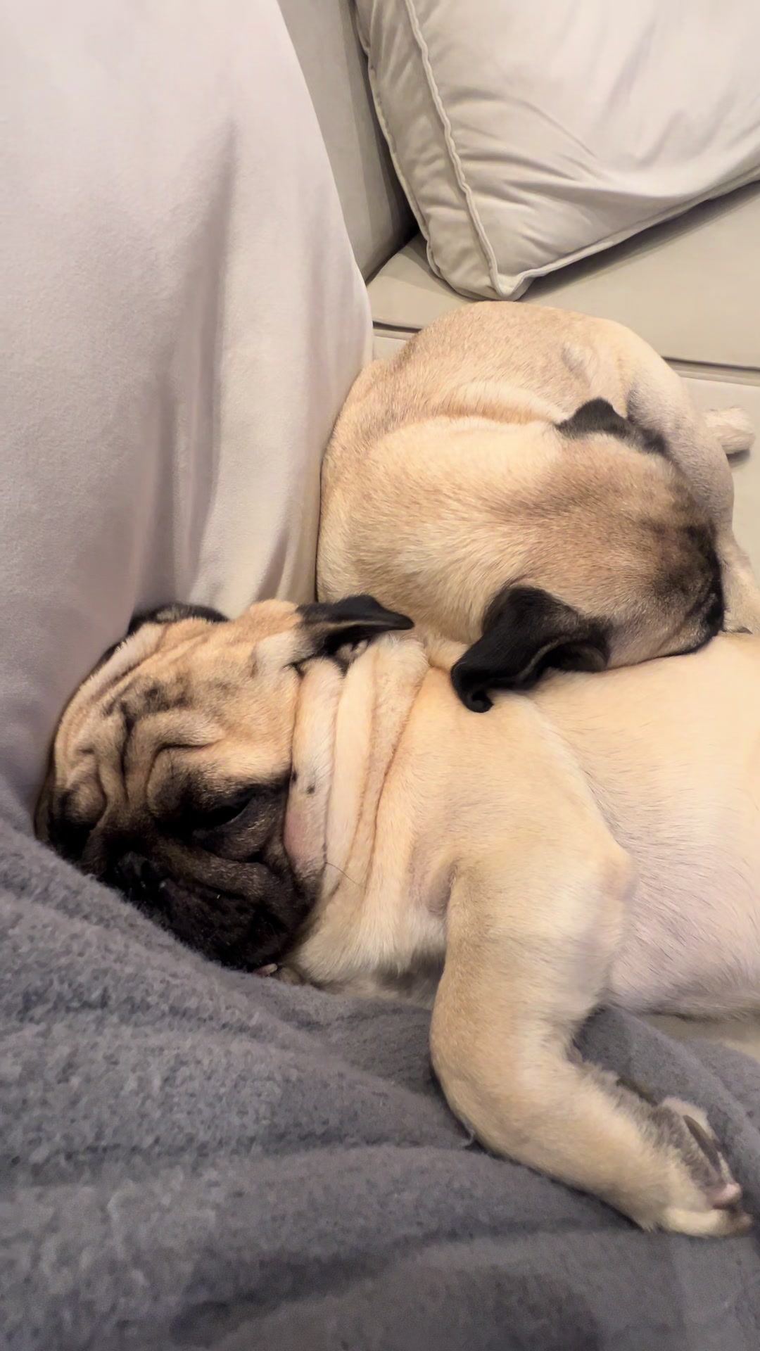 @pugSofyHarry
