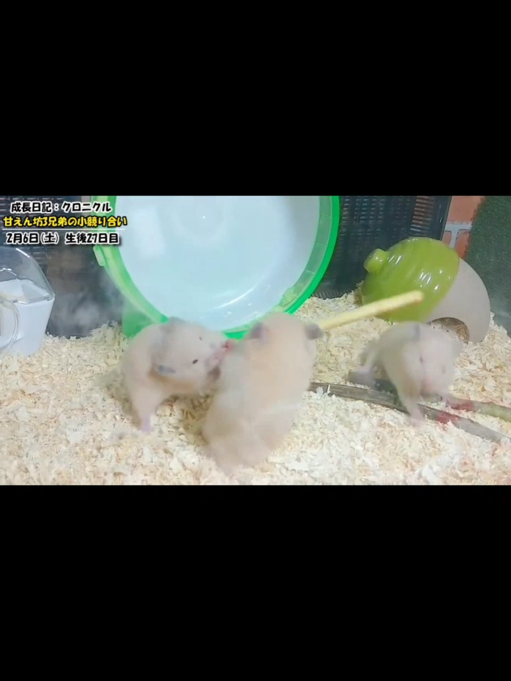 @ようちゃんAnimalPetTV