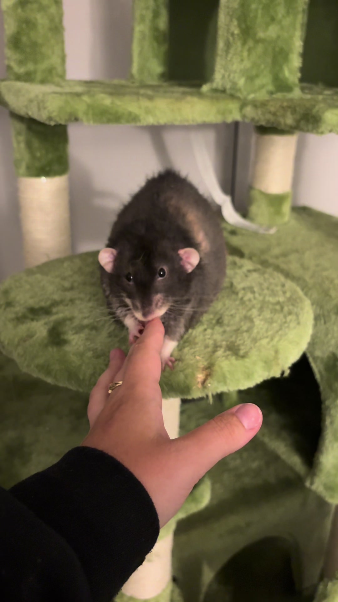 @Liloobi's Mischief