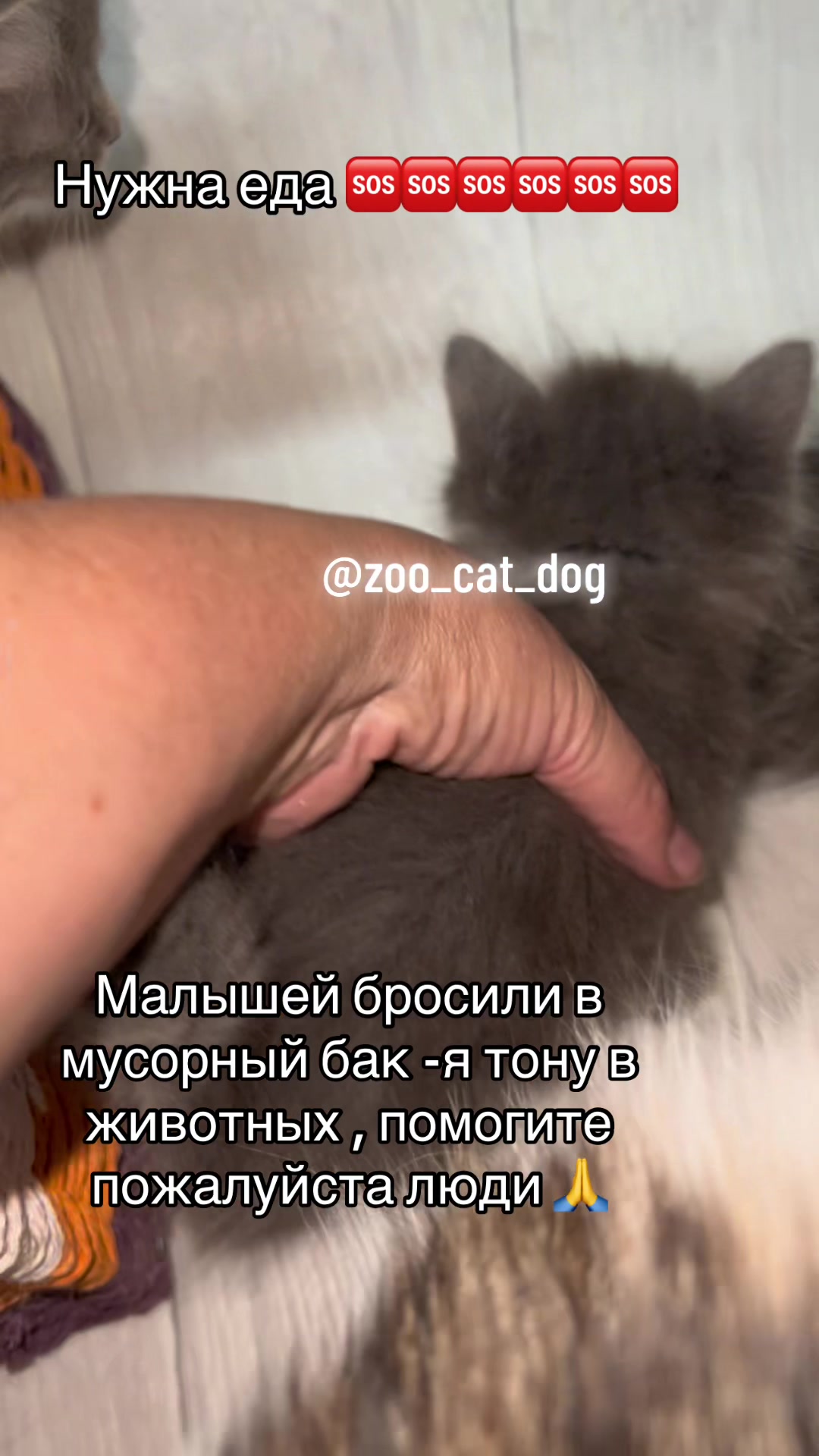 @zoo_cat_dog