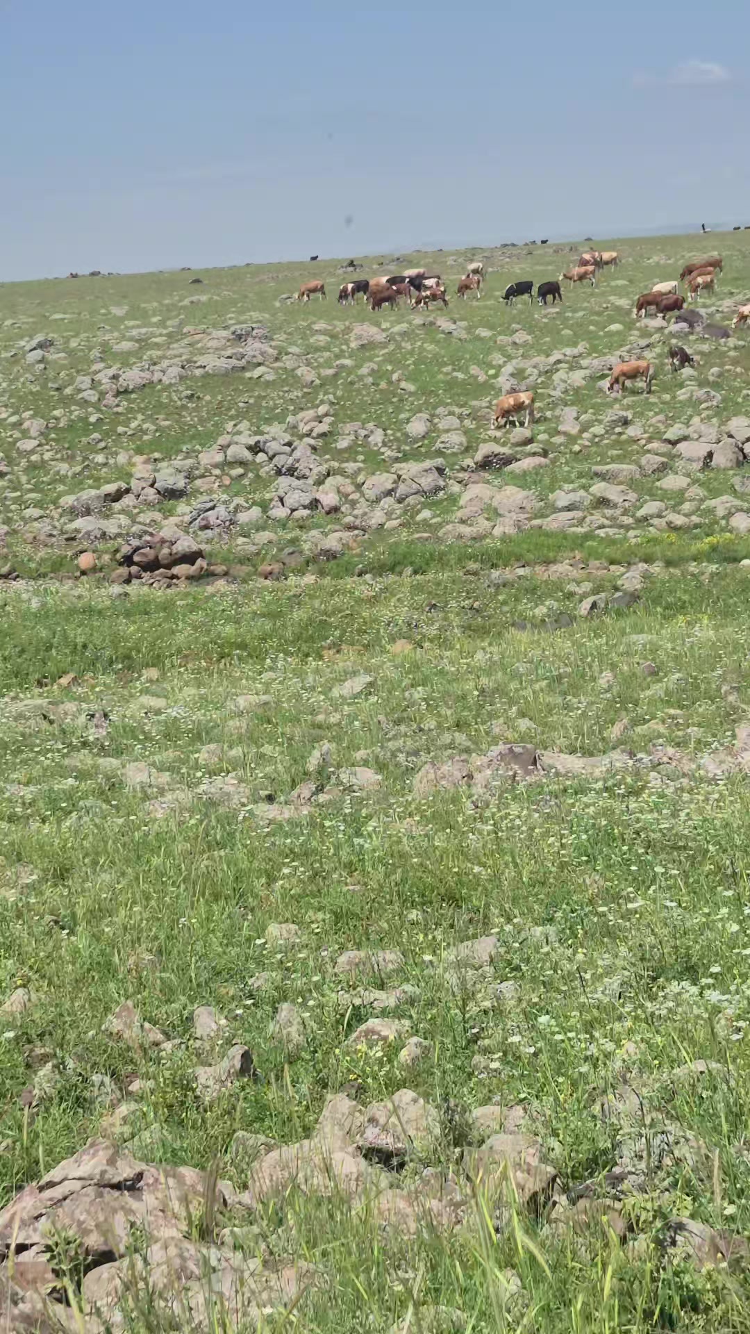 @Mücahit Dayan