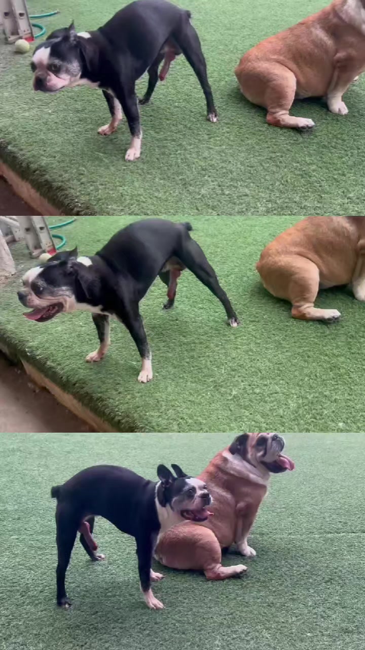 @vidadeperros