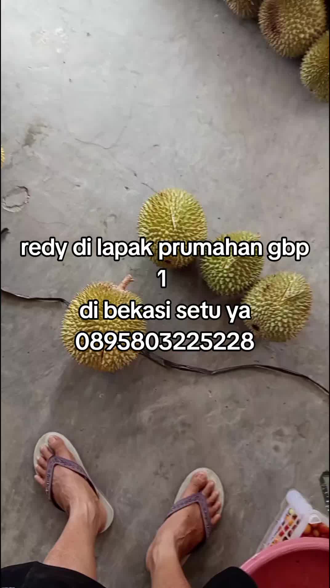 @raja rampai tanggamus