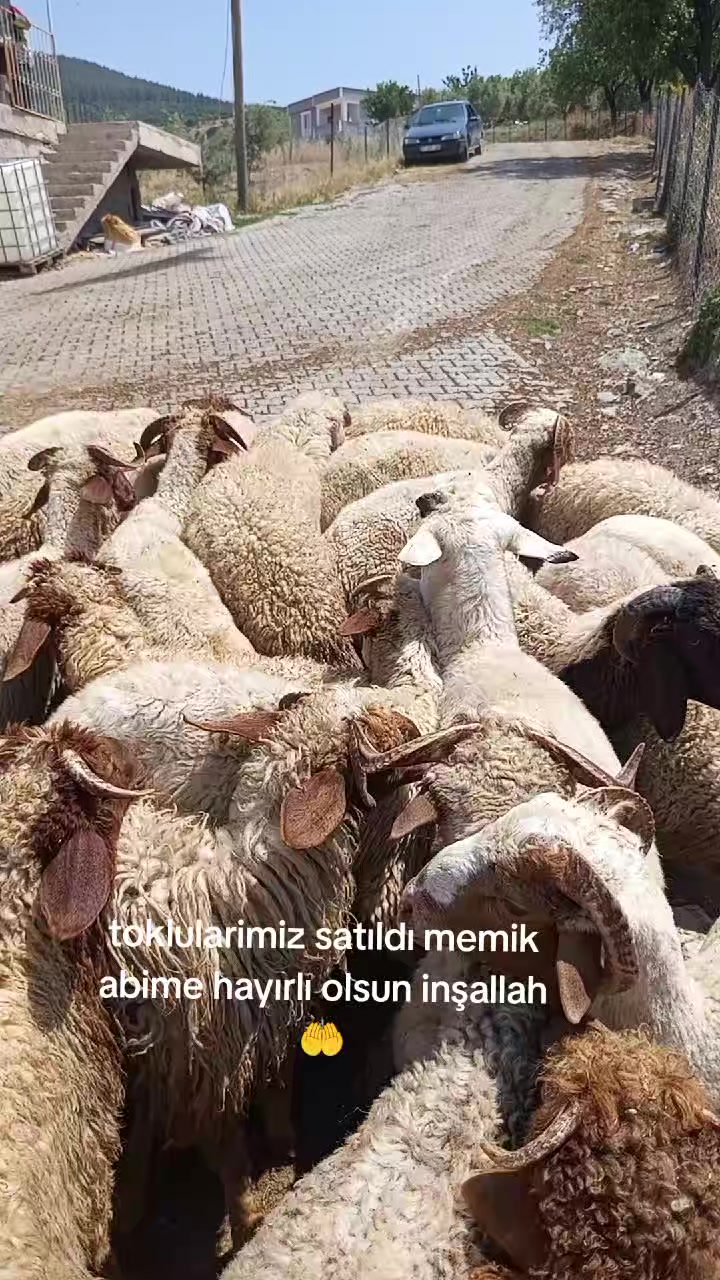 @İbrahim Erhan erhan