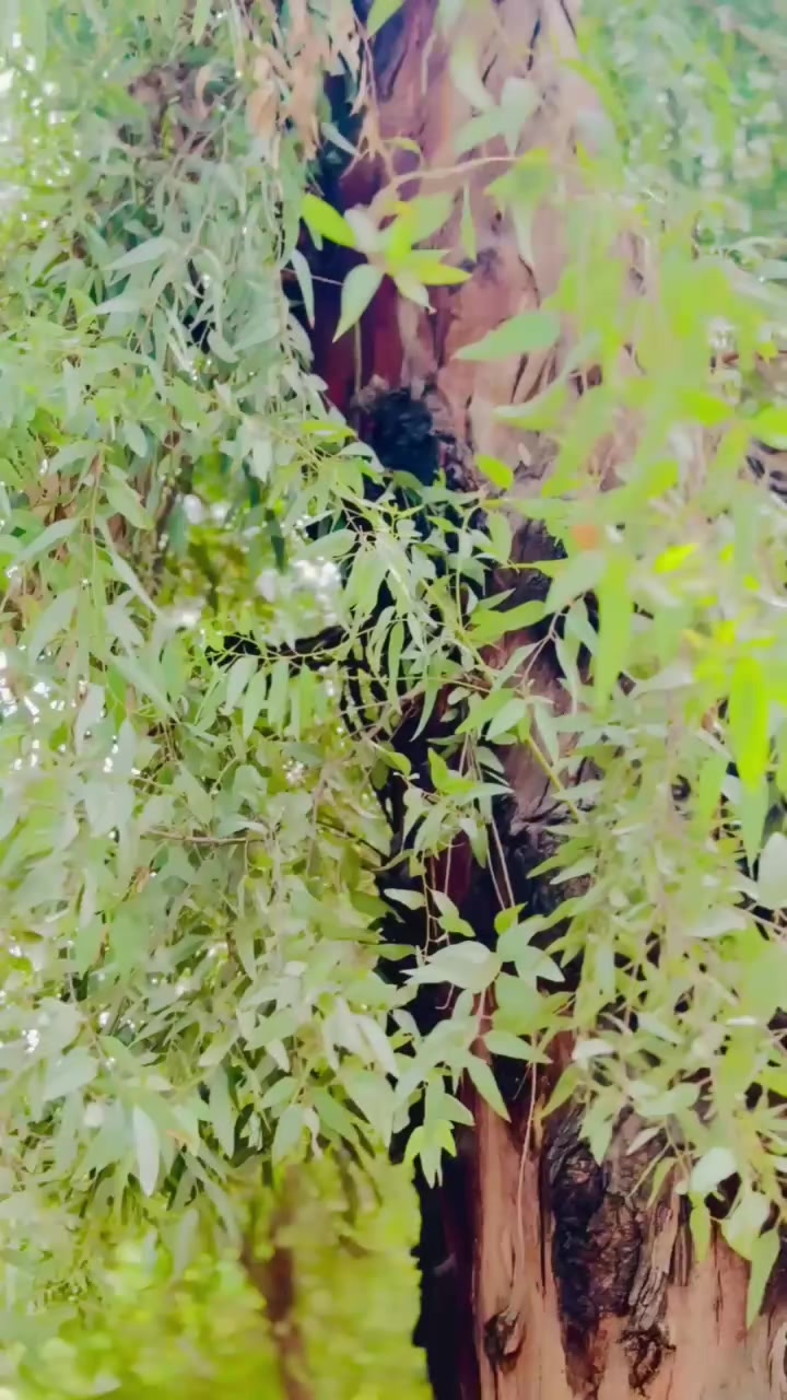 @مراتب کھوسہ⚜️