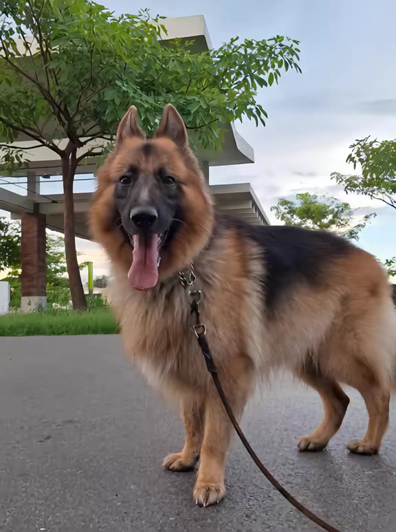 @Cachorretezeus