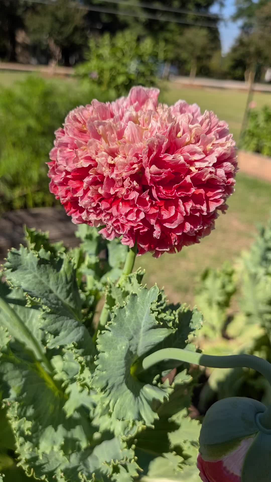 @The FlowerNP