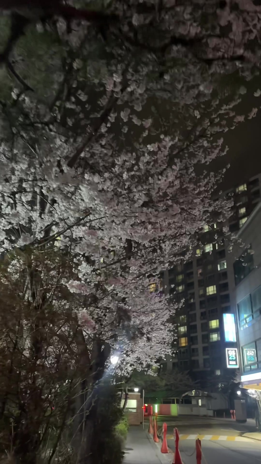 @맹채연