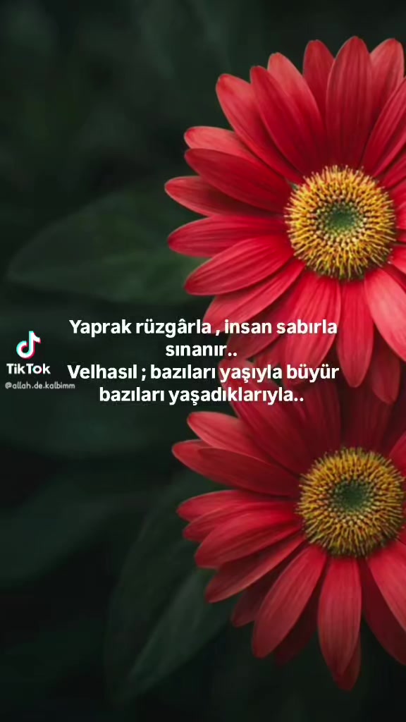 @Meryem yldz