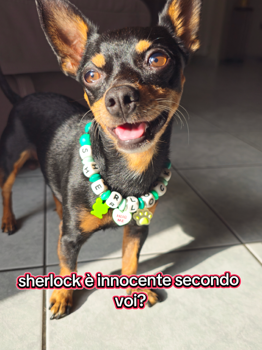 @Scherlock il pincher