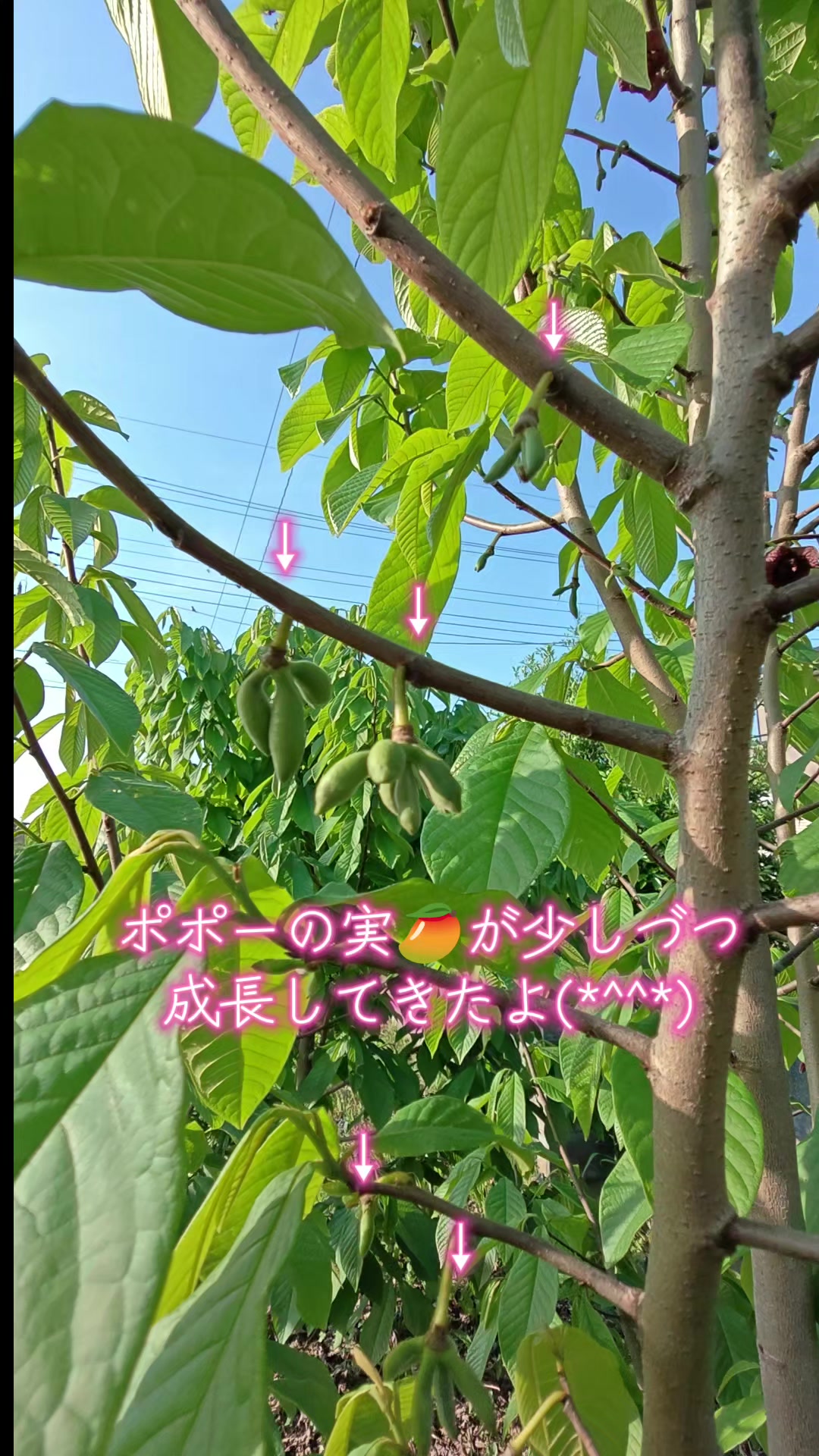 @ANIMAL♡M