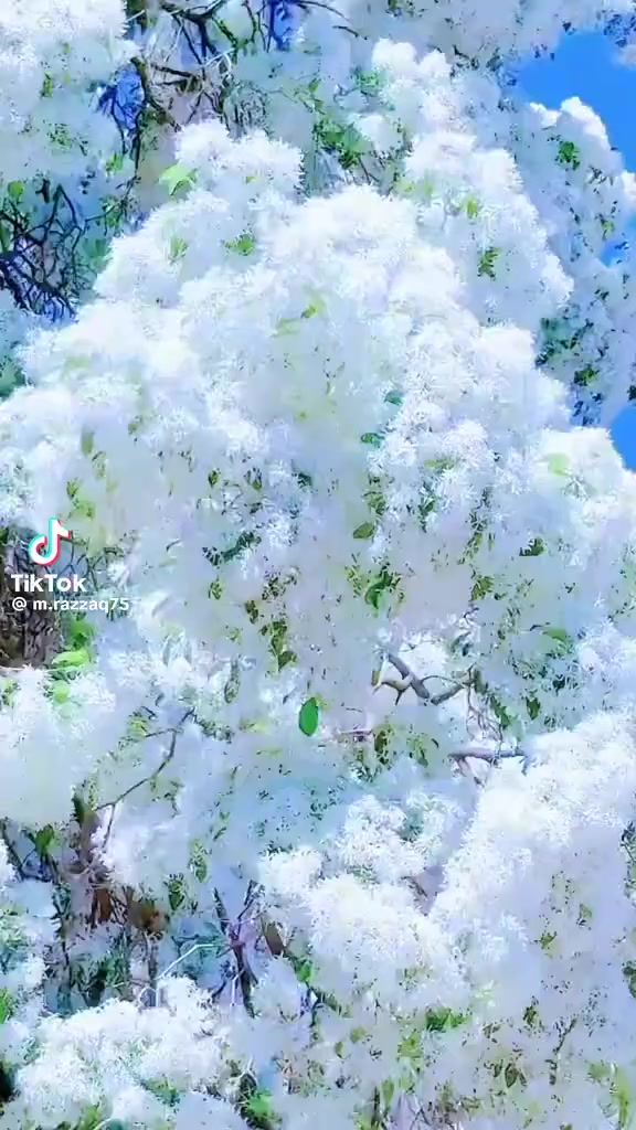 @Ji🔥wa🇳🇵n💖baran🇳🇵vairl