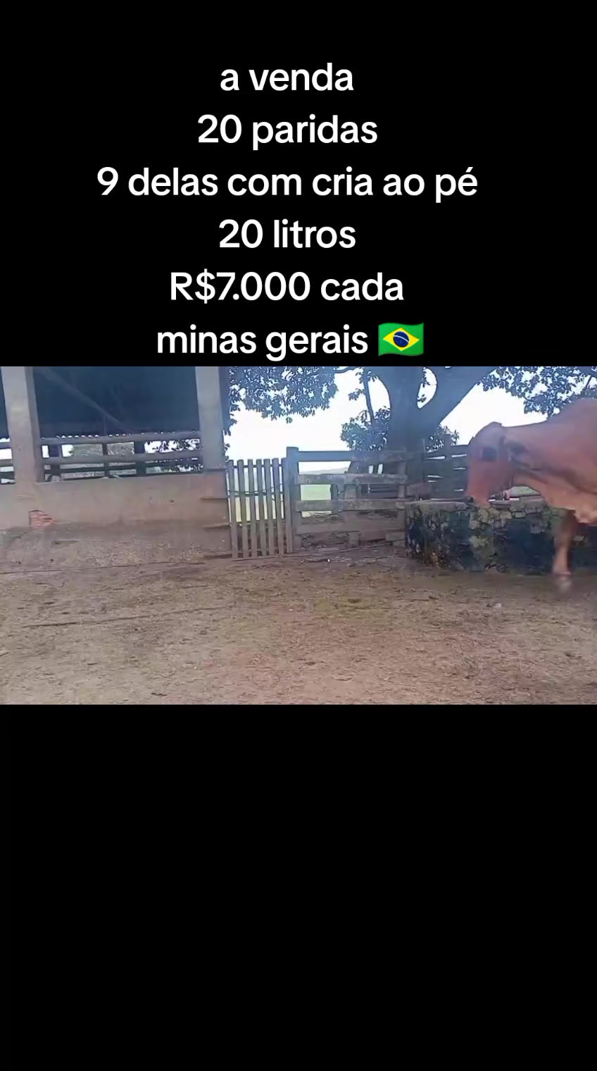 @marketing_do_gado