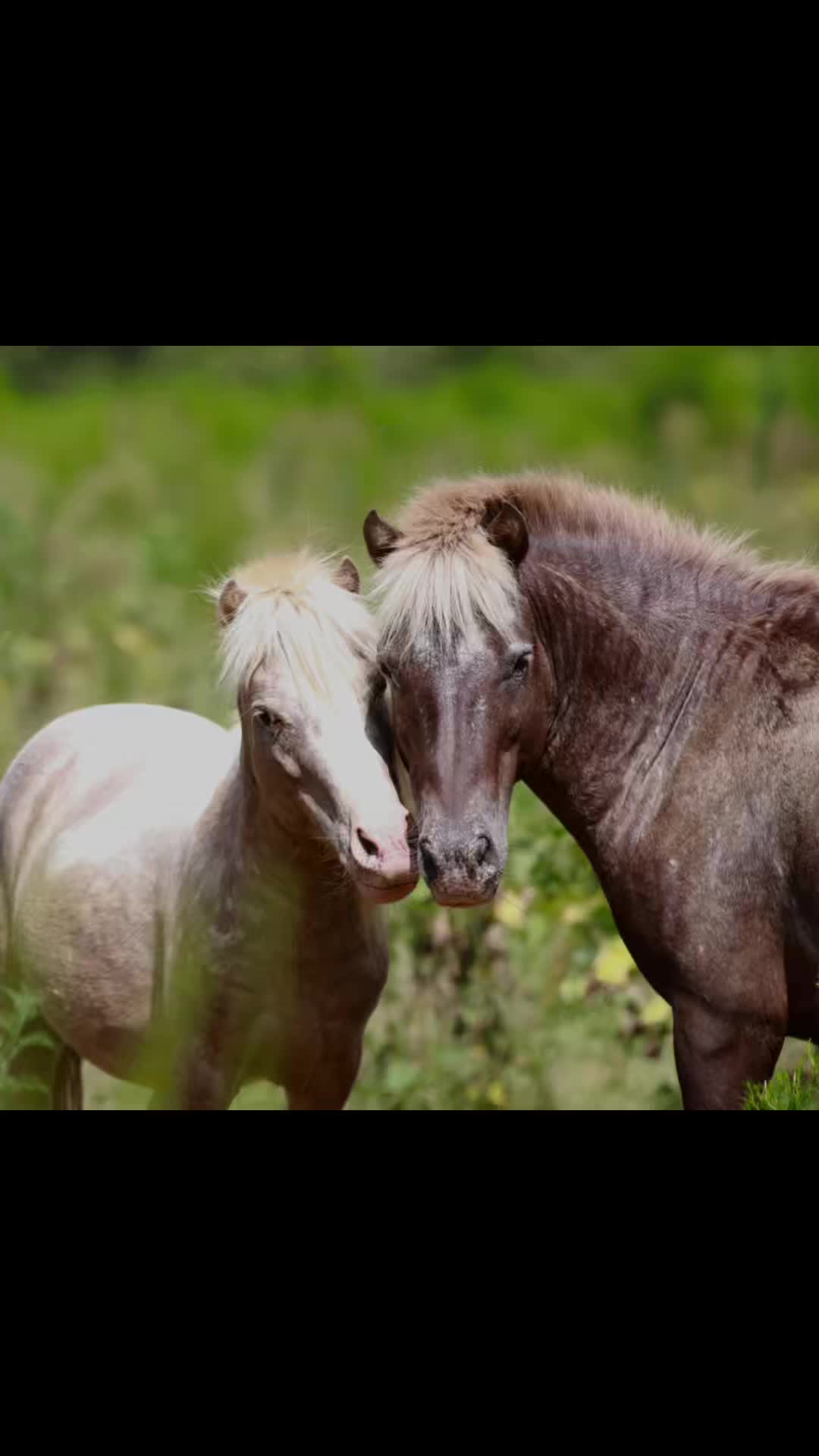 @MS Horse Rescue