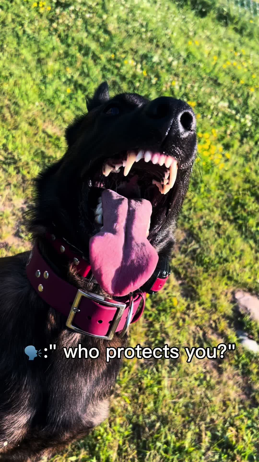 @Upsidedown&Above_corgis