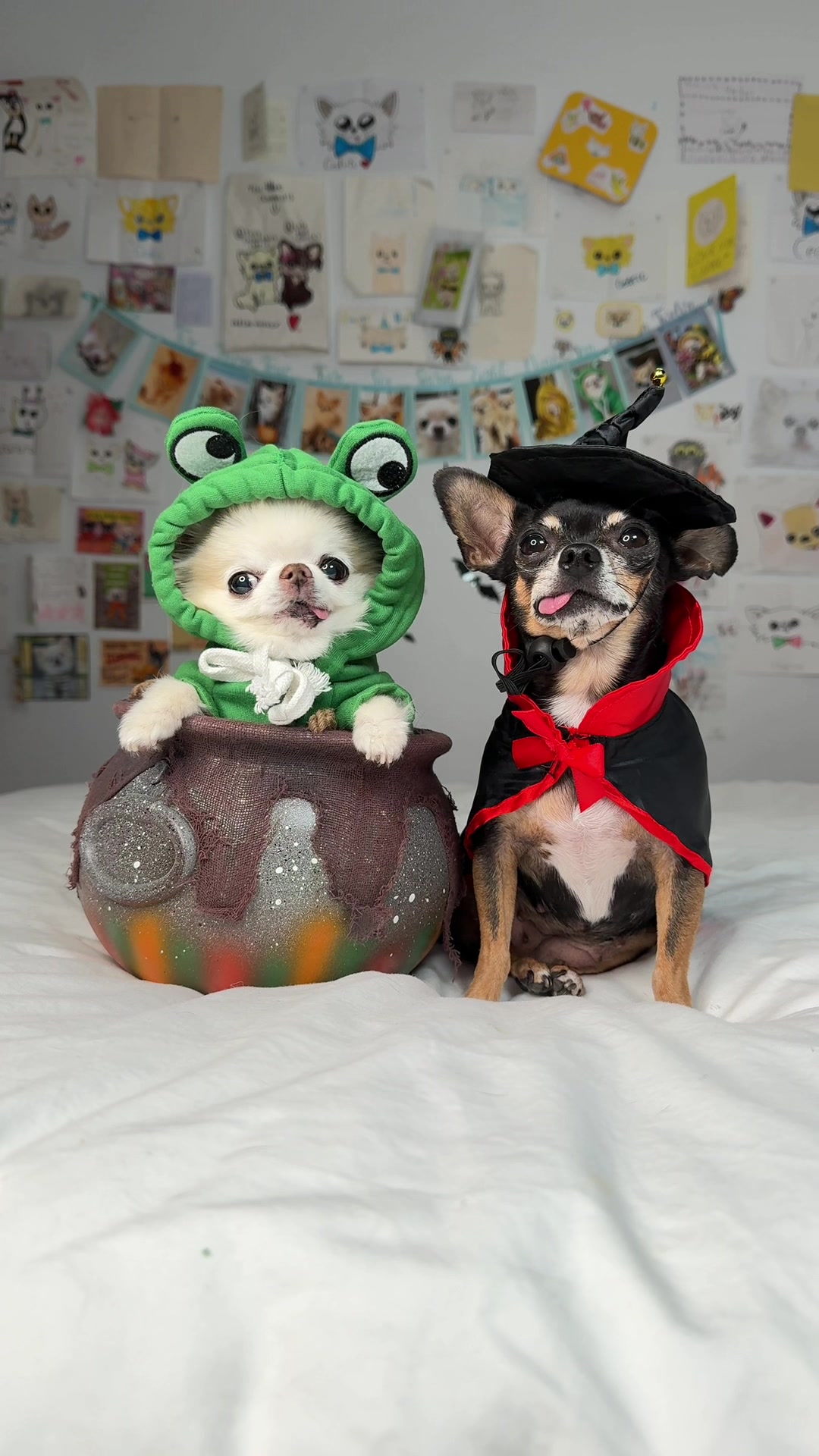 @Tiny Chihuahua Cedric & Maya